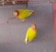 Love bird